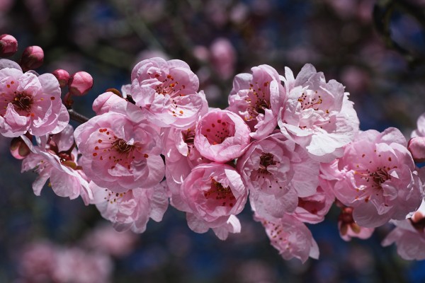 Soft Pink Blossom Display by Joy Watson